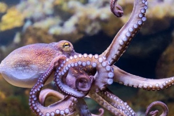 Сайт kraken darknet